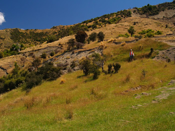 A new record for the North Canterbury faults – what looks like a landslide is actually a 4 metre high fault scarp. Photo: Clark Fenton, University of Canterbury.