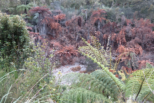 Waimangu Geothermal area