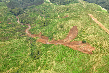 Compound slide transitioning to debris flows in recently planted pine forest, Marlborough Forest, north of Kaihu (north of Dargaville). Image by: Dougal Townsend