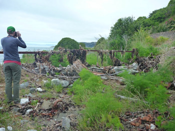 Seaweed left high and dry by the tsunami at Oaro.  Photo: D N King.