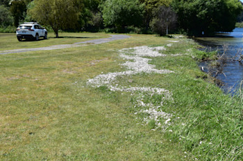 Band of pumice debris stranded nearly half a metre above lake level at Whareroa Bay (10 km North of Turangi) by the 30 November Lake Taupō tsunami.