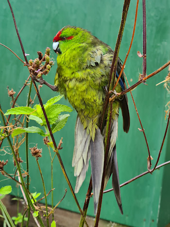 Kermadec red crested Parakeet