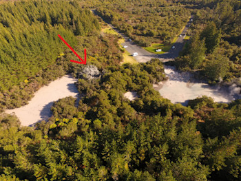 View of the area where the eruption happened (arrowed) at Waiotapu.