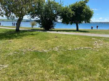 A deposit on the lakeshore at Taupō thought to have been caused by lake water and pumice flowing onto the grass after the earthquake. 