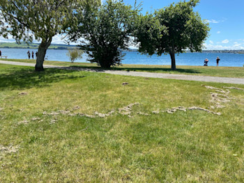 A deposit on the lakeshore at Taupō thought to have been caused by lake water and pumice flowing onto the grass after the earthquake. 