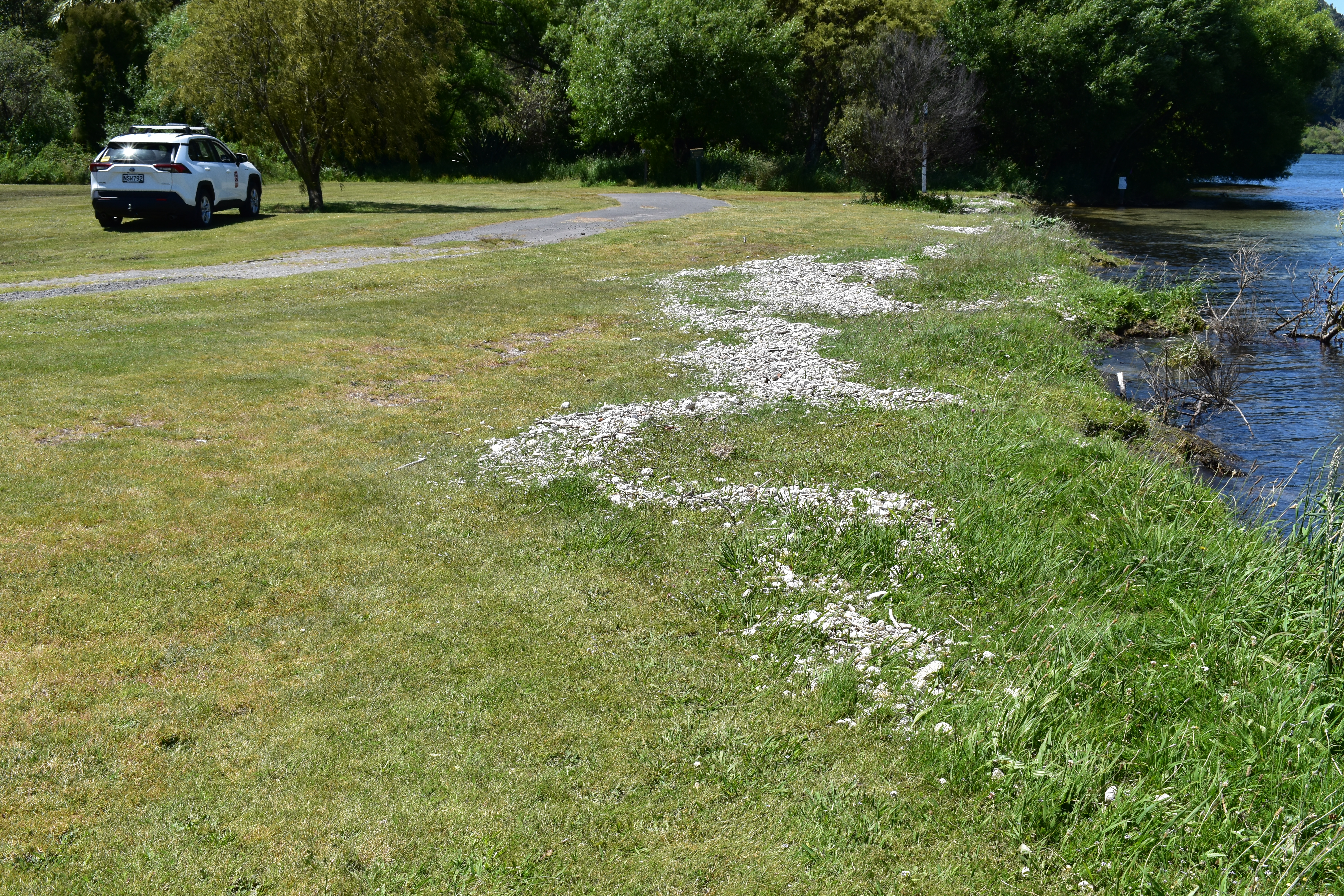 Band of pumice debris stranded nearly half a metre above lake level at Whareroa Bay (10 km North of Turangi) by the 30 November Lake Taupō tsunami.